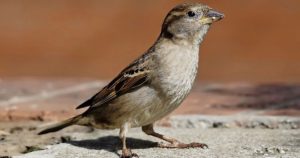 birds