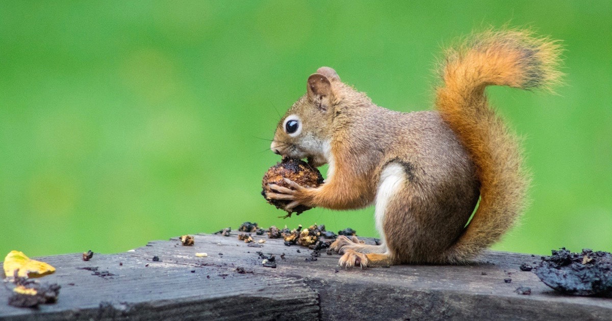 Squirrels