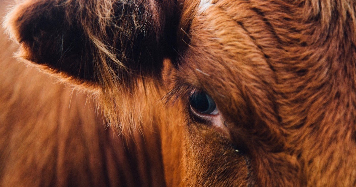 Animal Rights