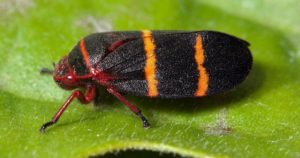 insect
