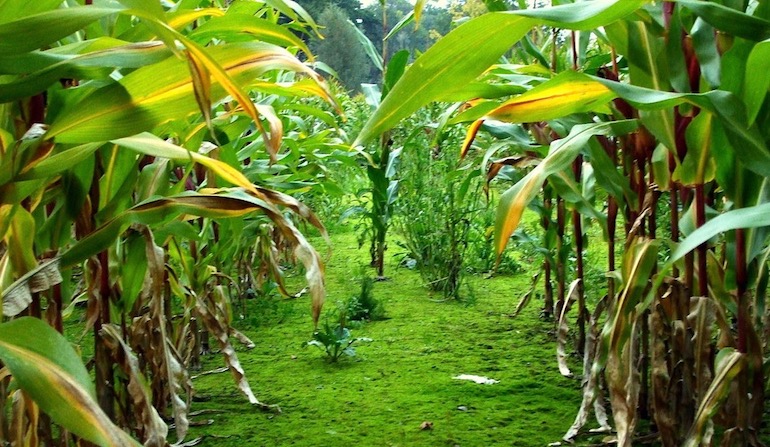 irreducible complexity