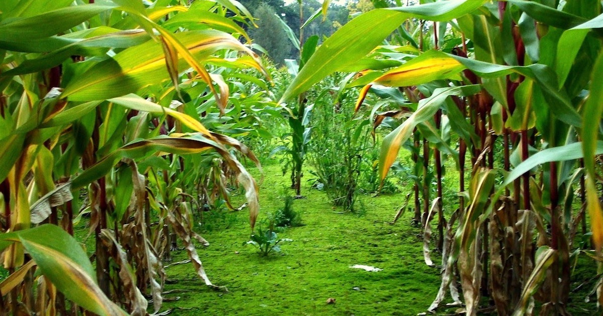 irreducible complexity