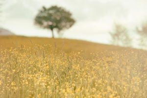 ecocide
