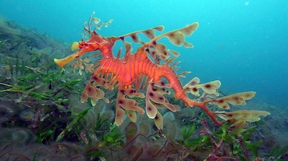 Photo: A leafy sea dragon, by Sylke Rohrlach from Sydney [CC BY-SA 2.0], via Wikimedia Commons.