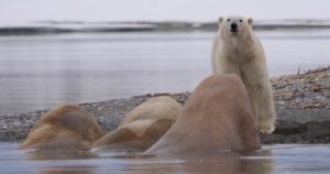 polar bear
