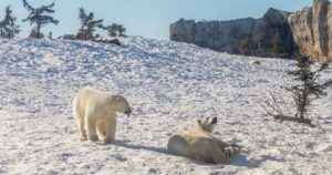 polar bears