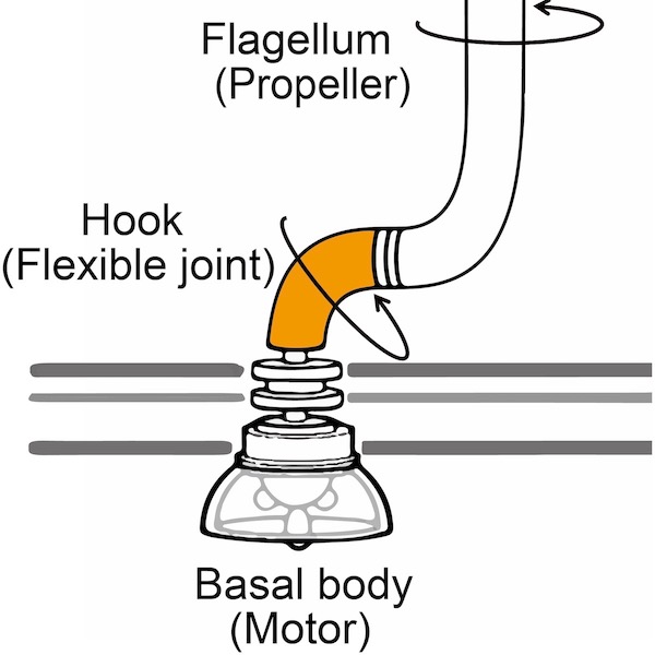 Flagellar Hook