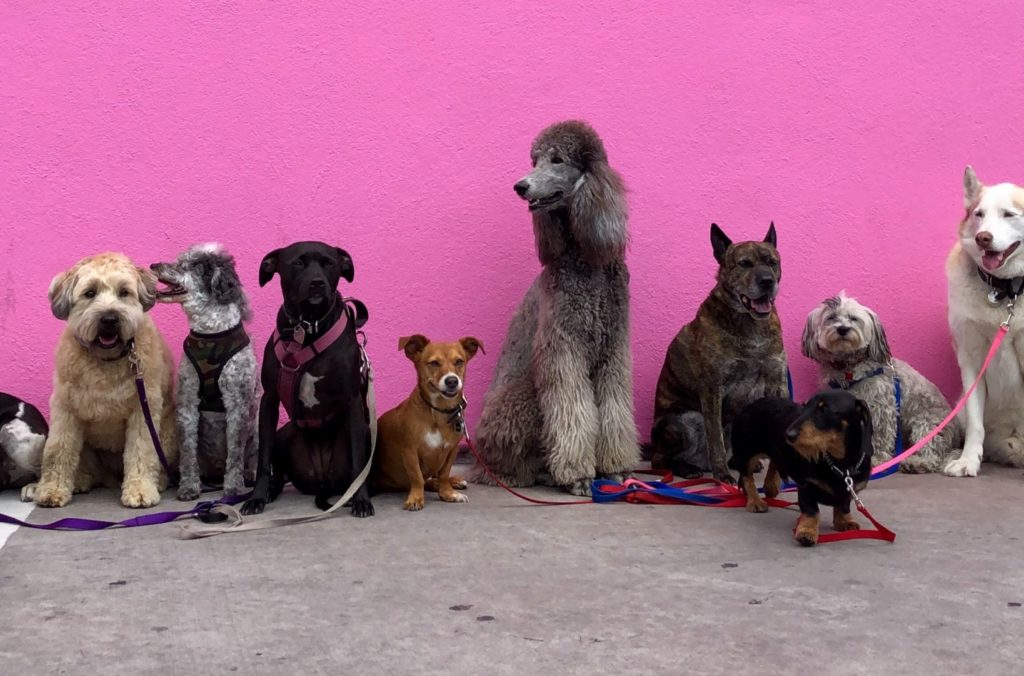 Pink Wall Full of Dogs