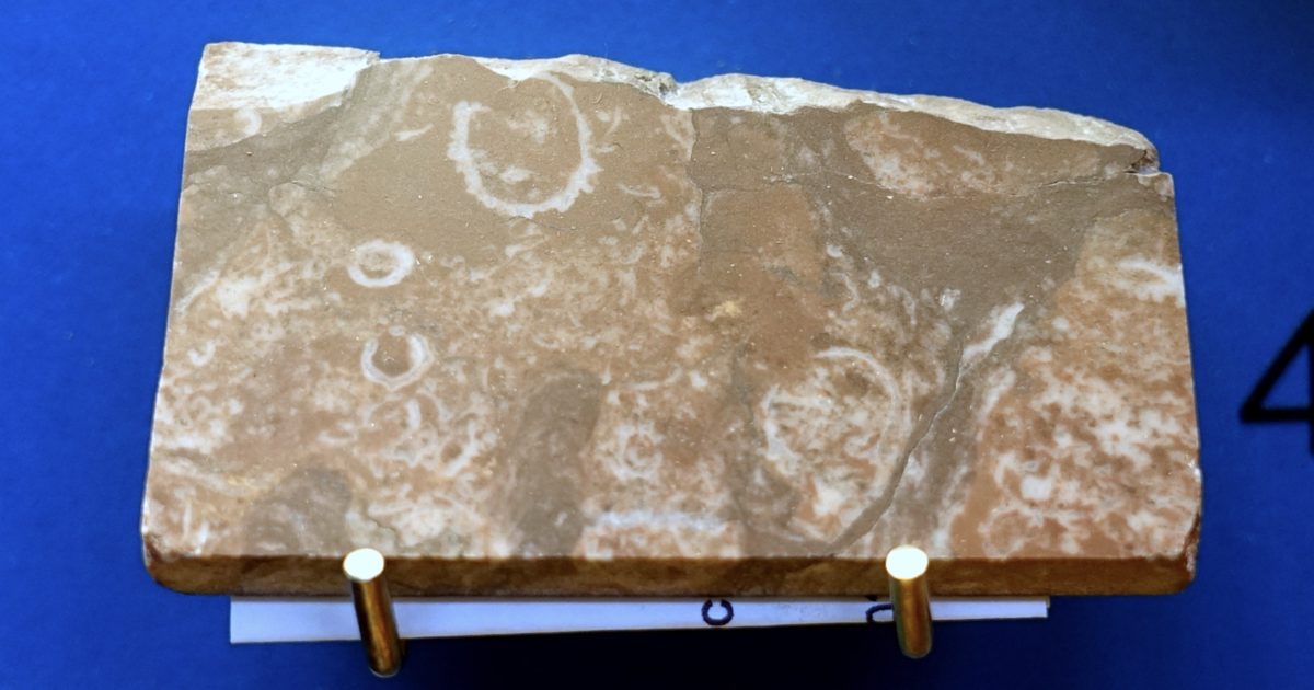 Namacalathus and Cloudina fossils