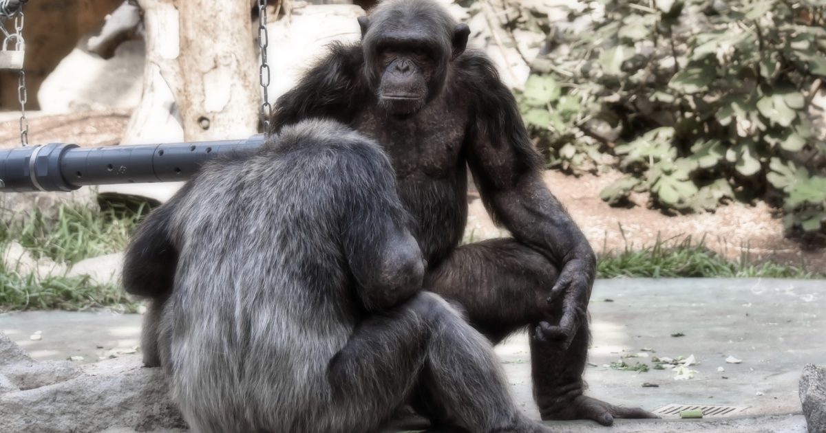 chimps