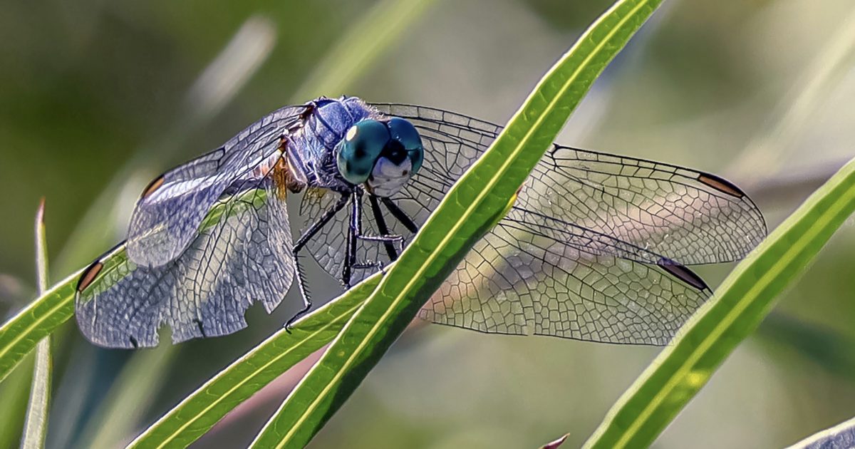 dragonfly