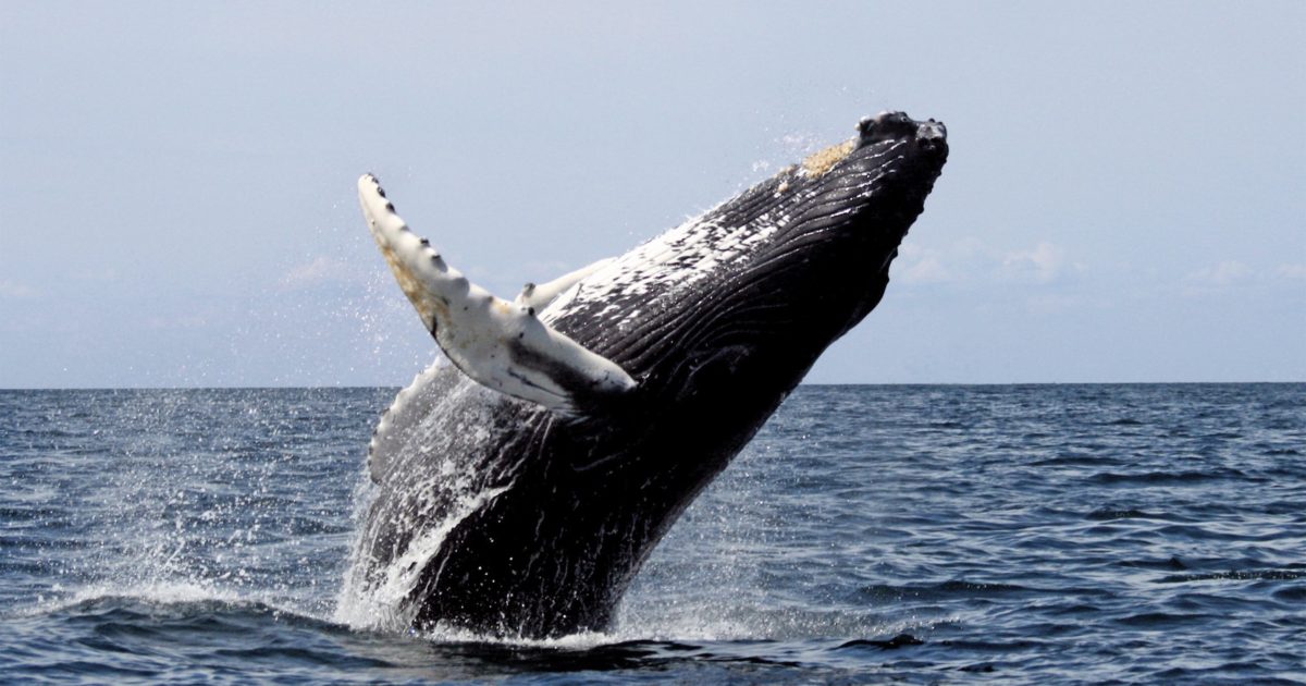 humpback whale
