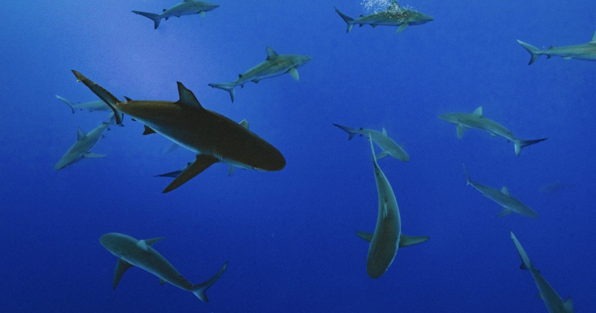 sea animals