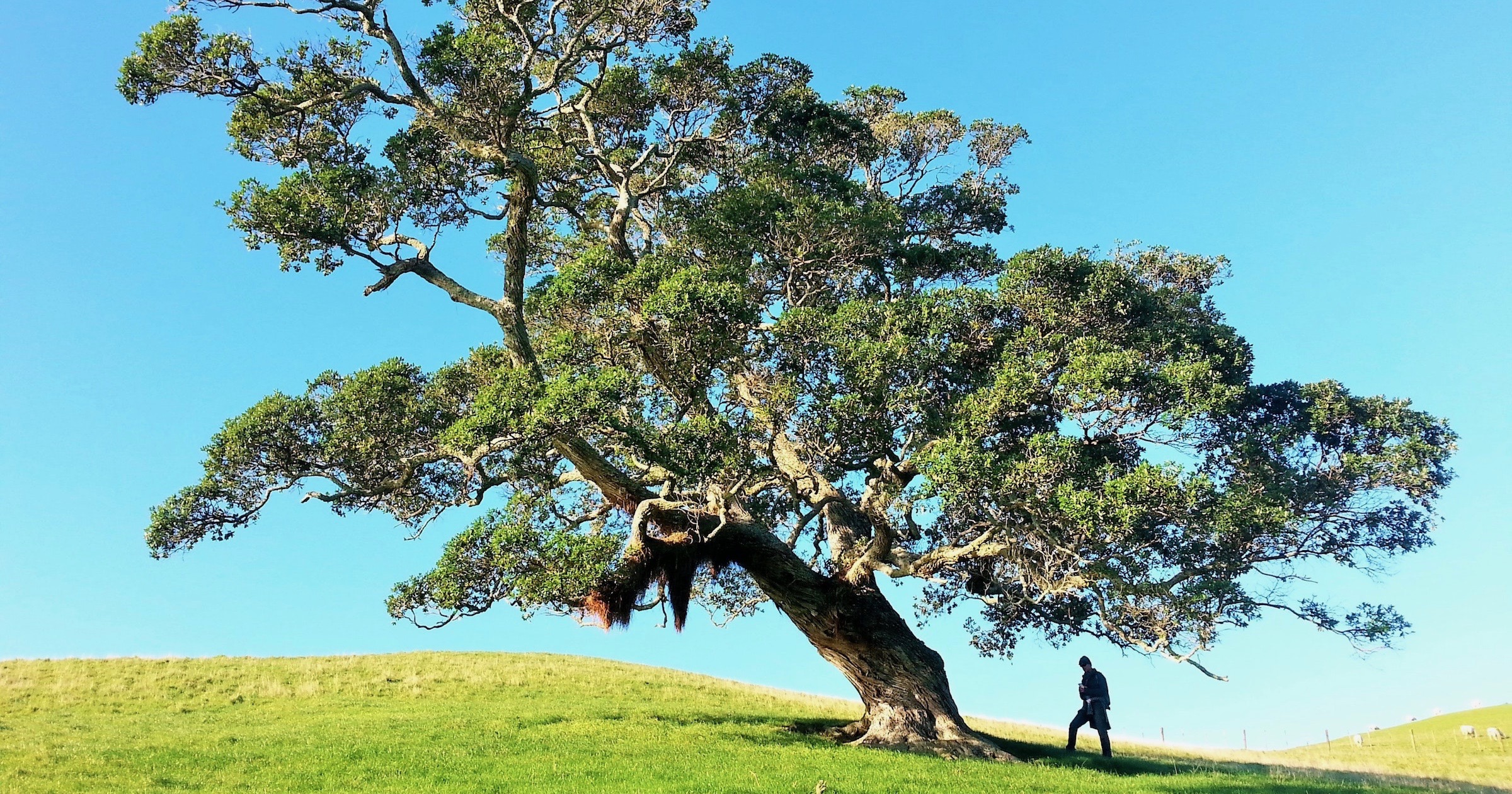 tree and a man
