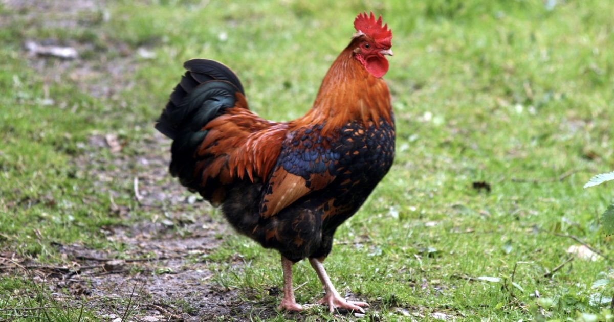 rooster