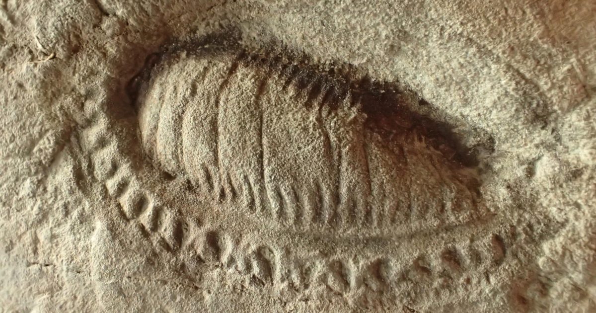 Ventral death-mask of Kimberella quadrata