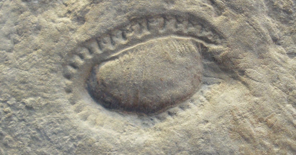 Kimberella quadrata
