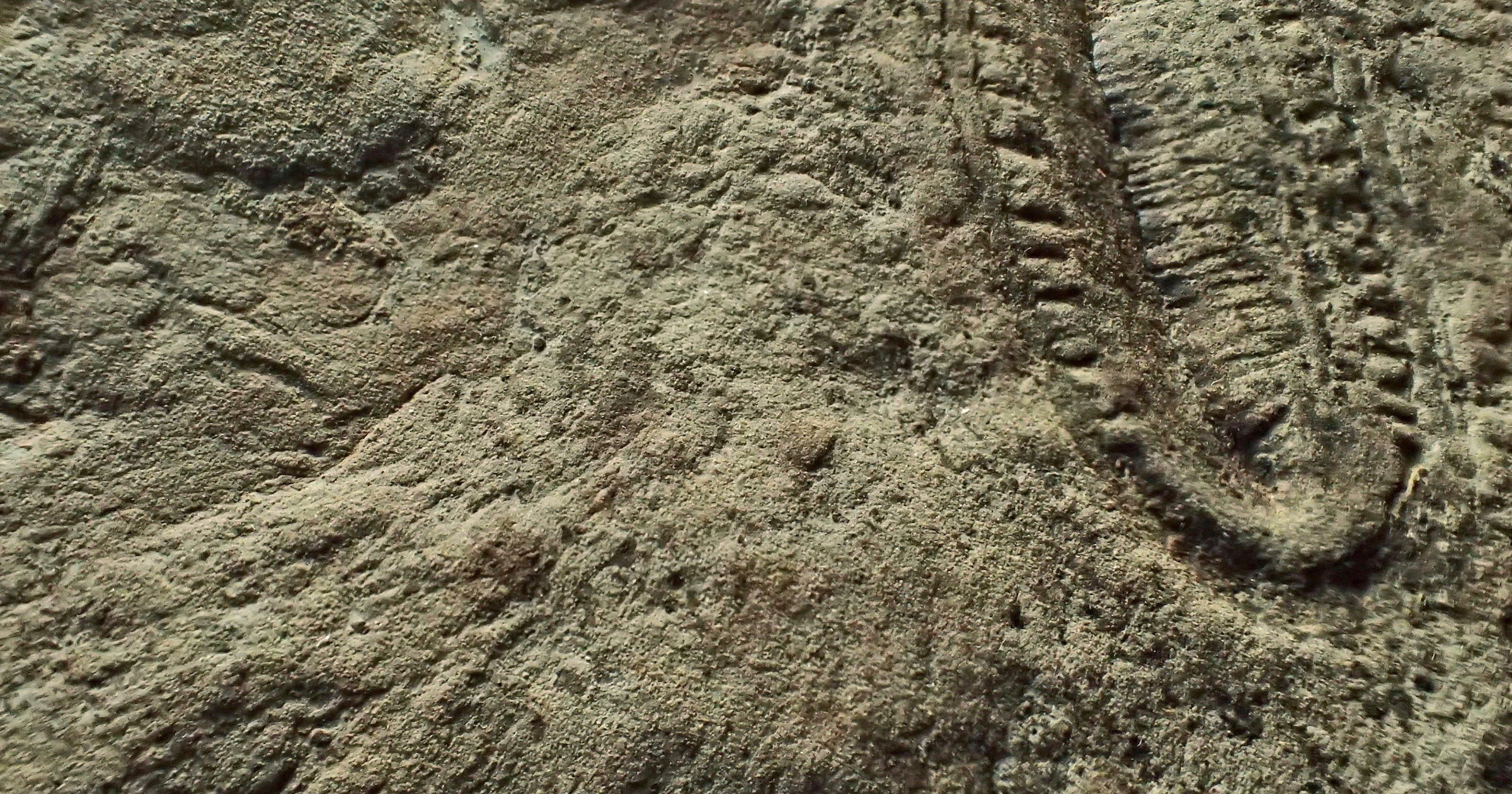 Kimberella quadrata with associated scratch marks