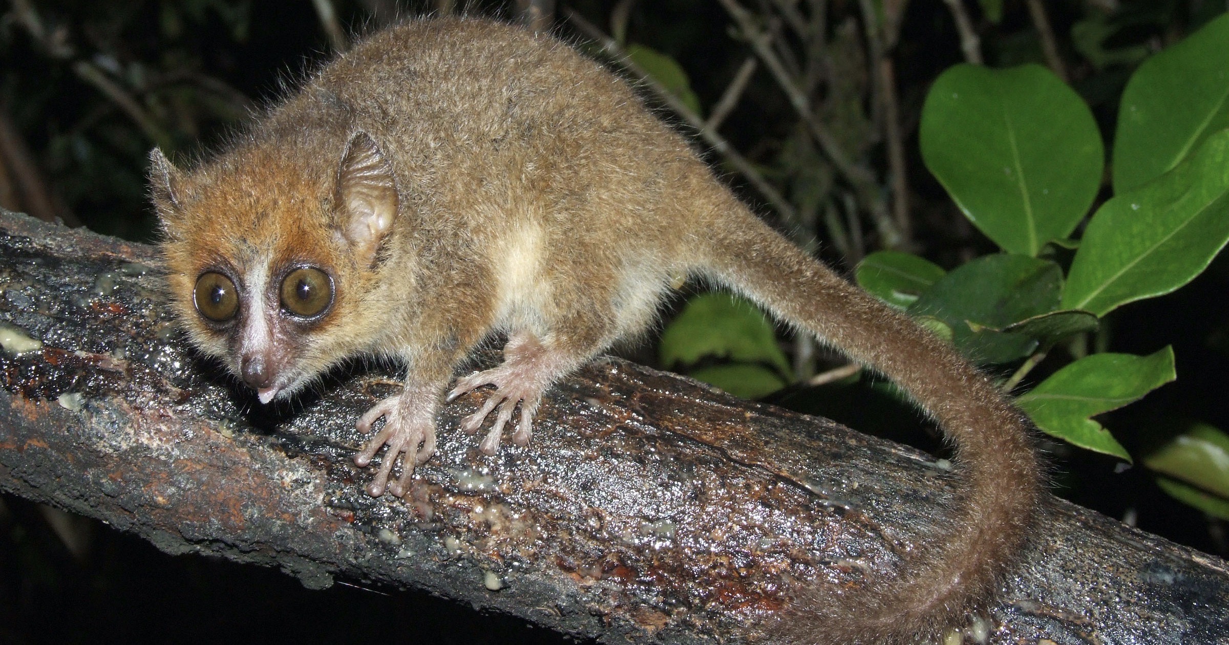 mouse lemur