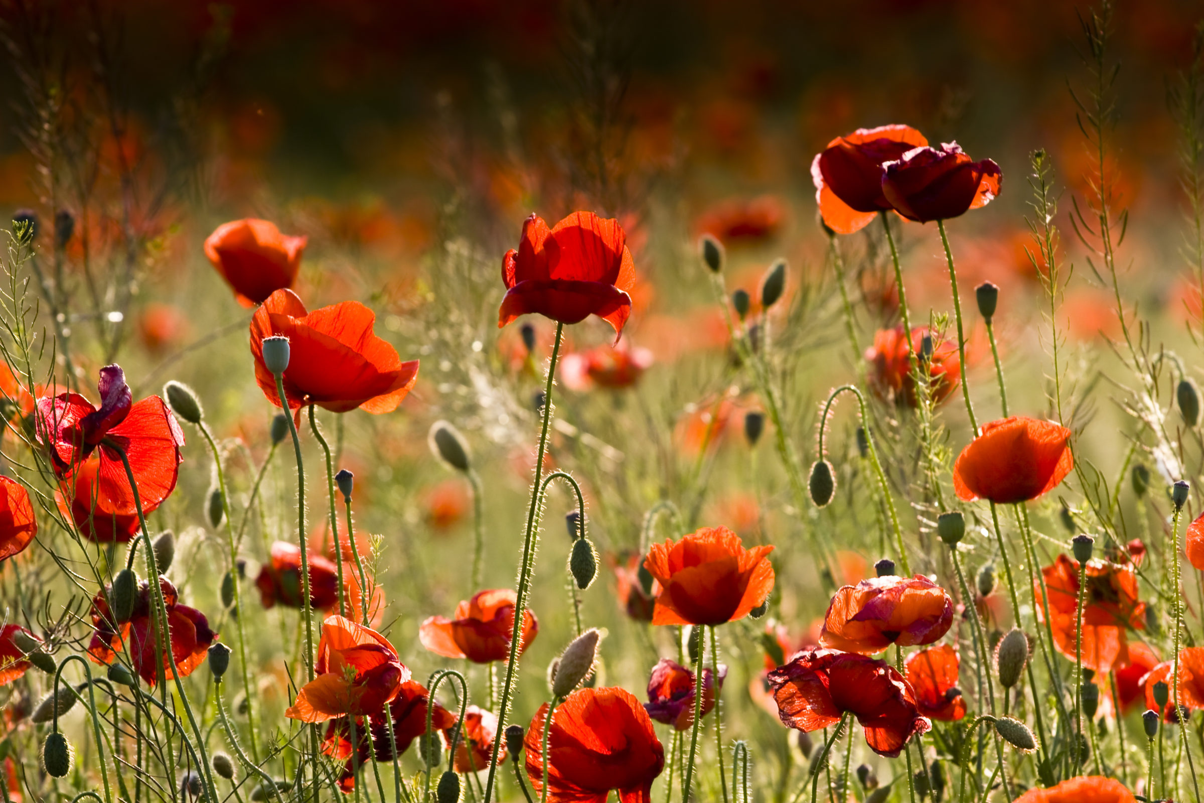 poppies field