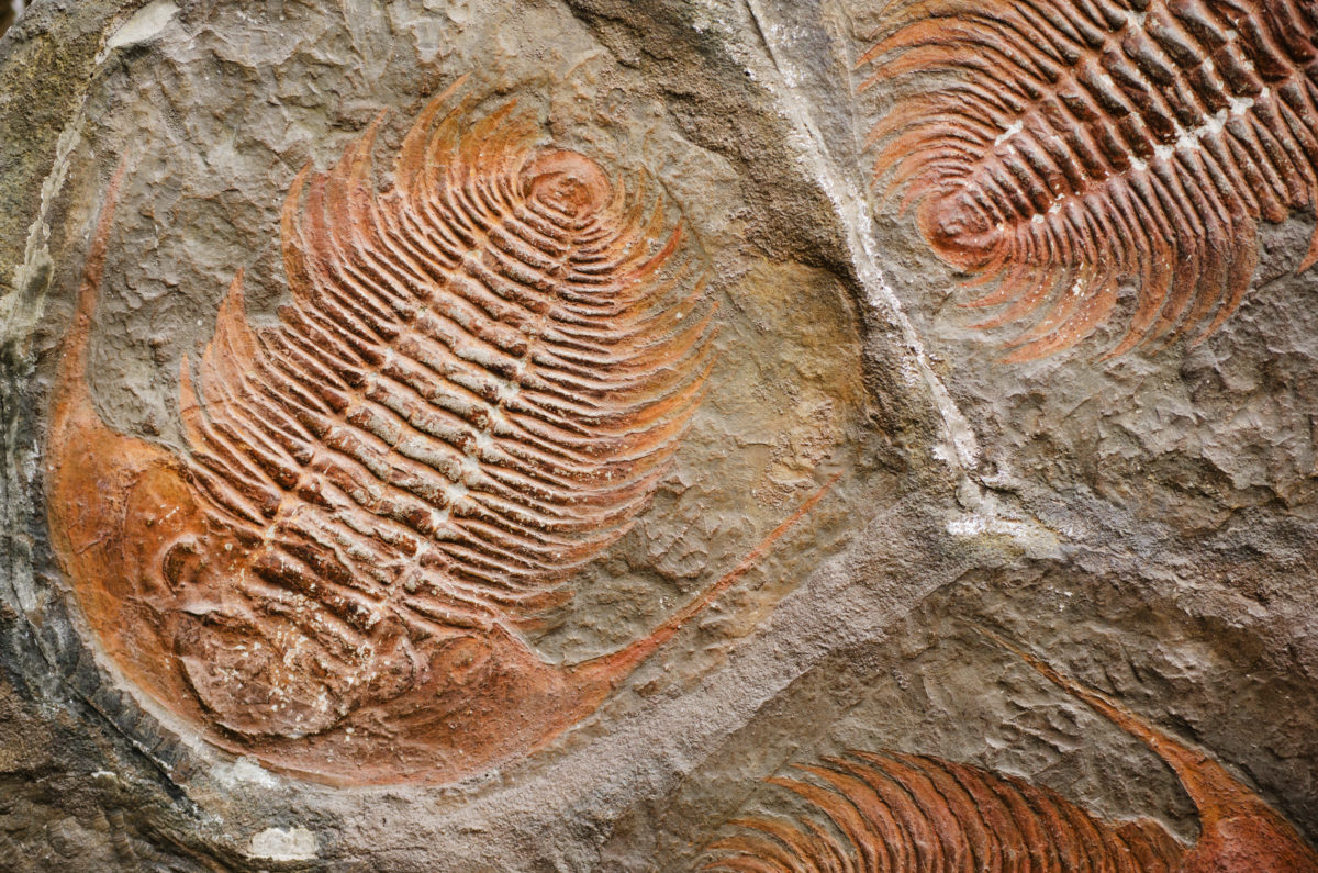 trilobite