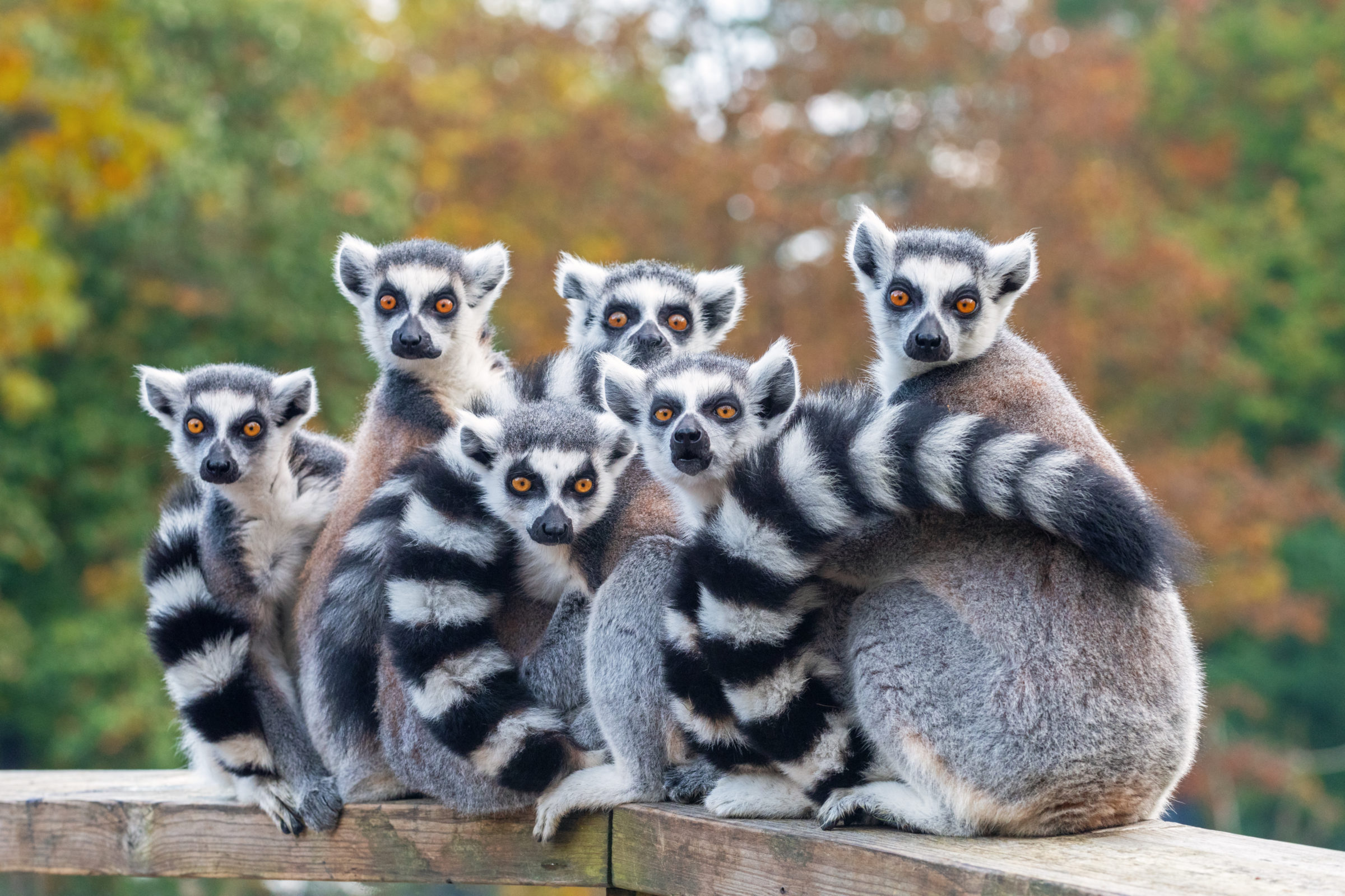 A group of resting lemurs katta