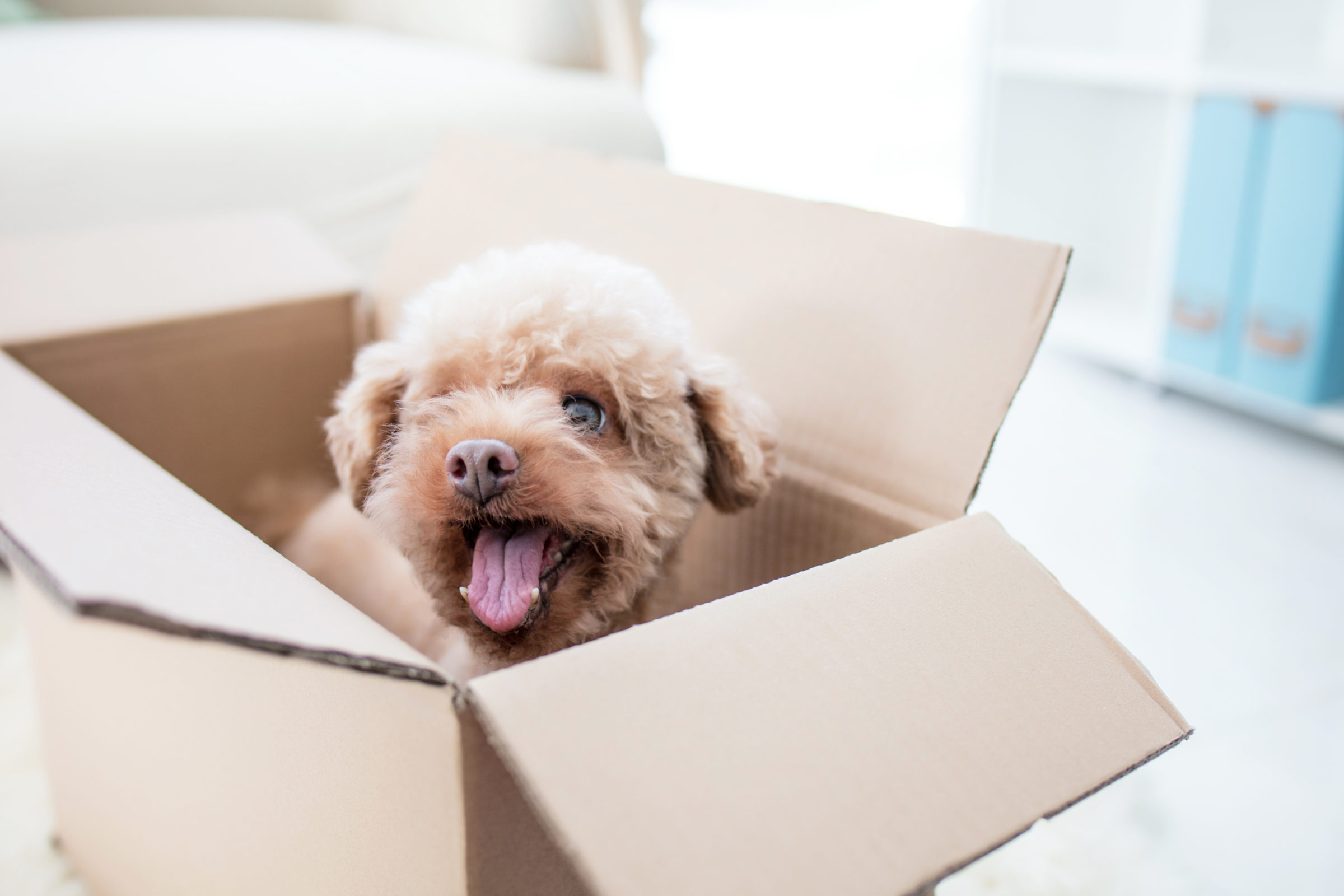 Dog in a box isolated on a white background