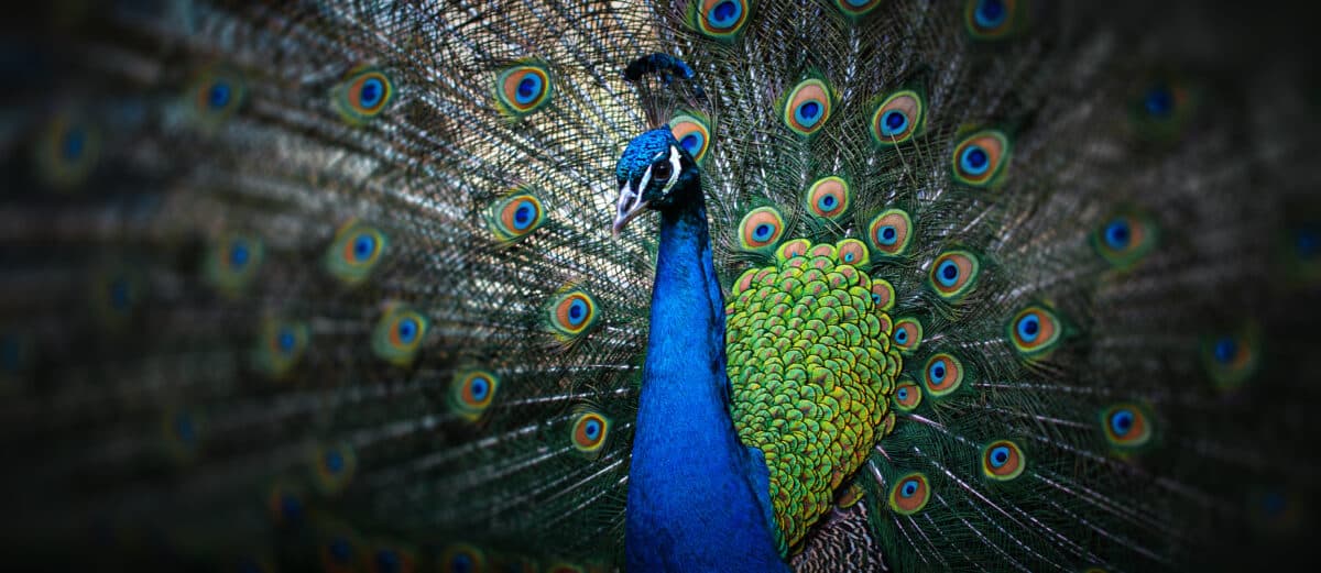 beautiful peacock