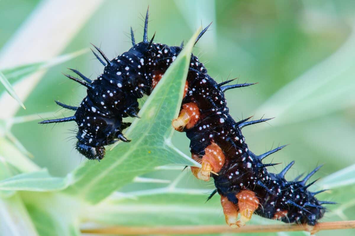 Black caterpillar peacock butterfly, Inachis io at dusk-closeup. Climbs on the thistle leaf.