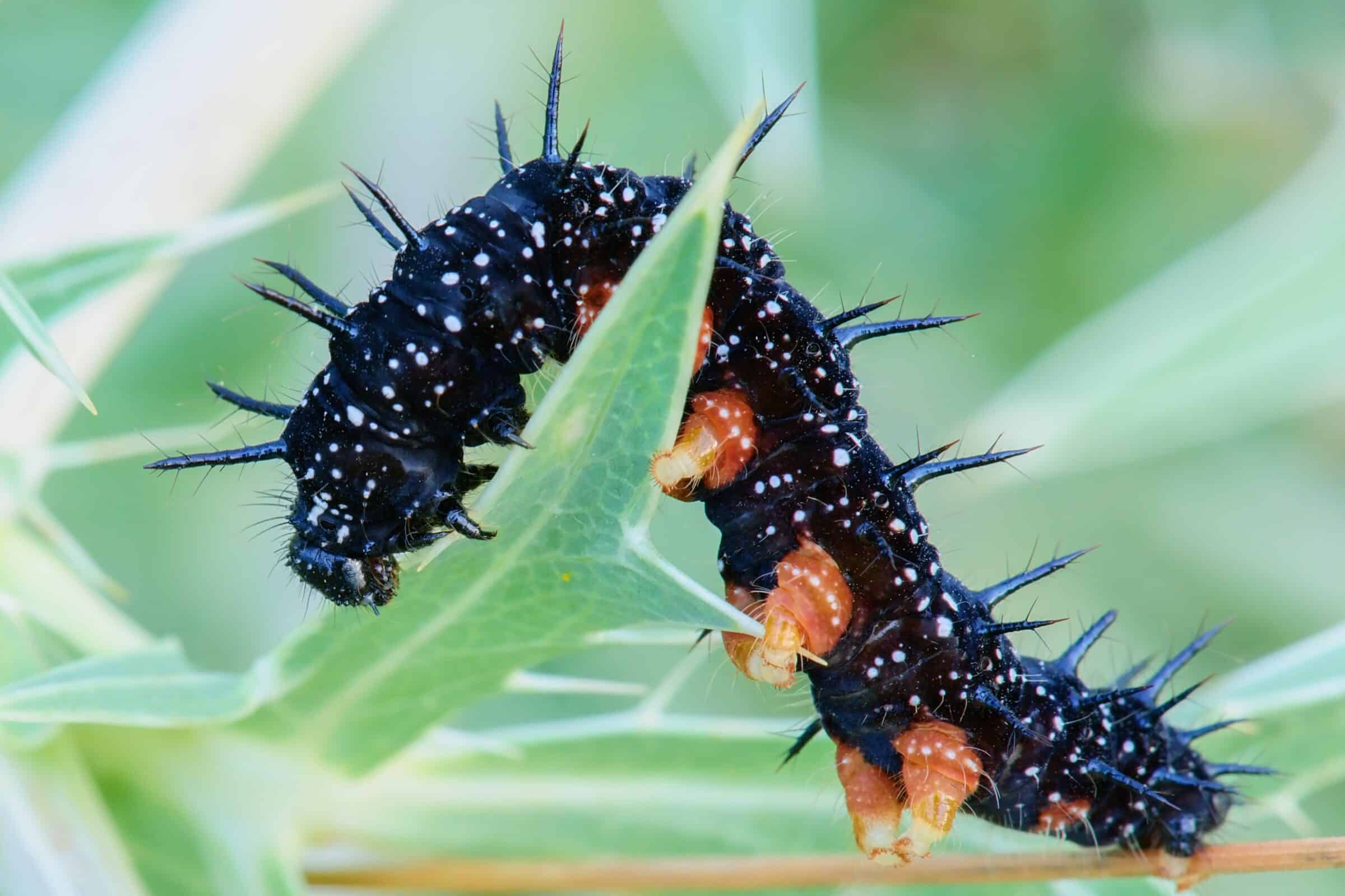 Black caterpillar peacock butterfly, Inachis io at dusk-closeup. Climbs on the thistle leaf.