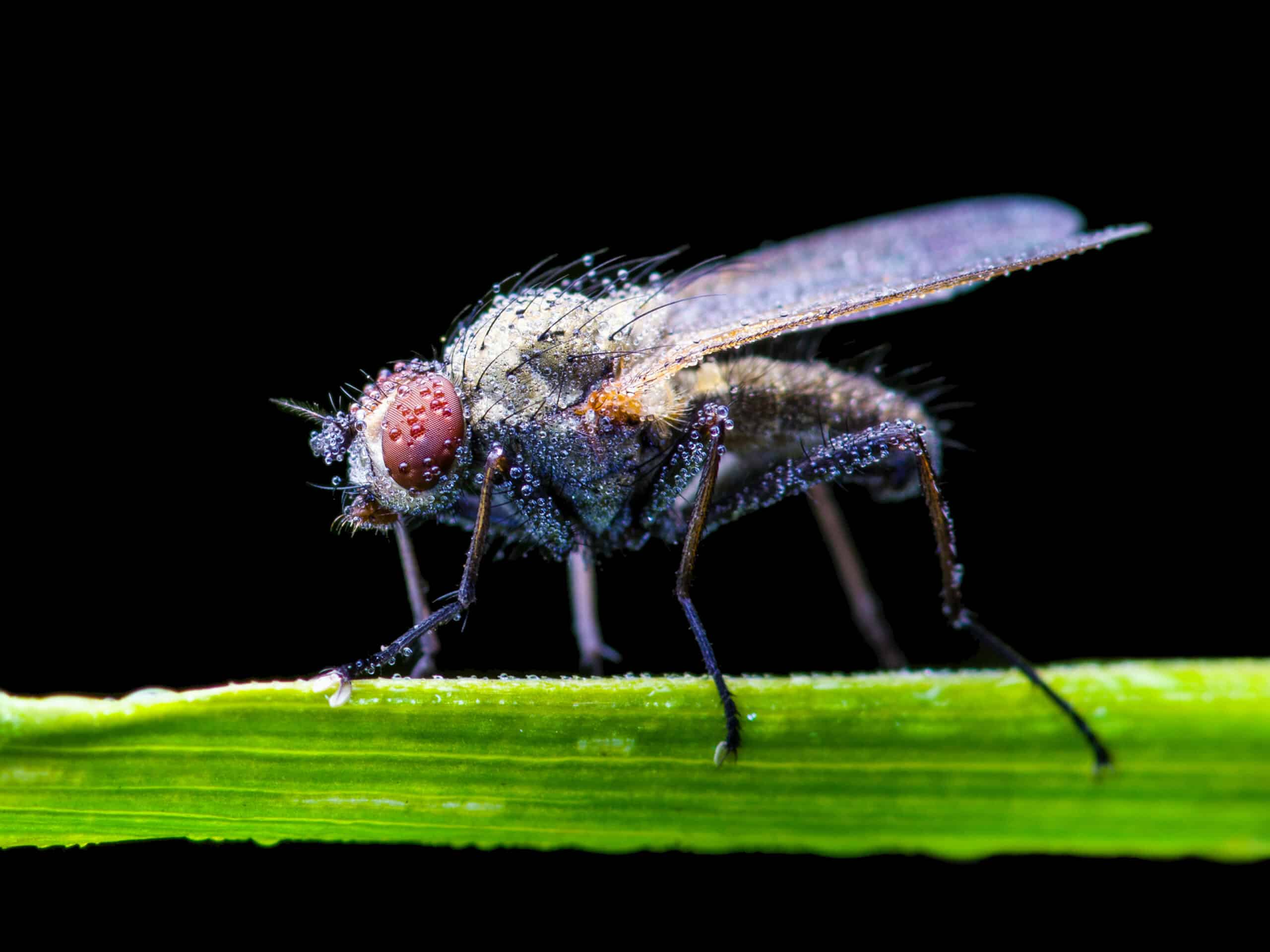 Birds, Insects, and What They Share | Science and Culture Today