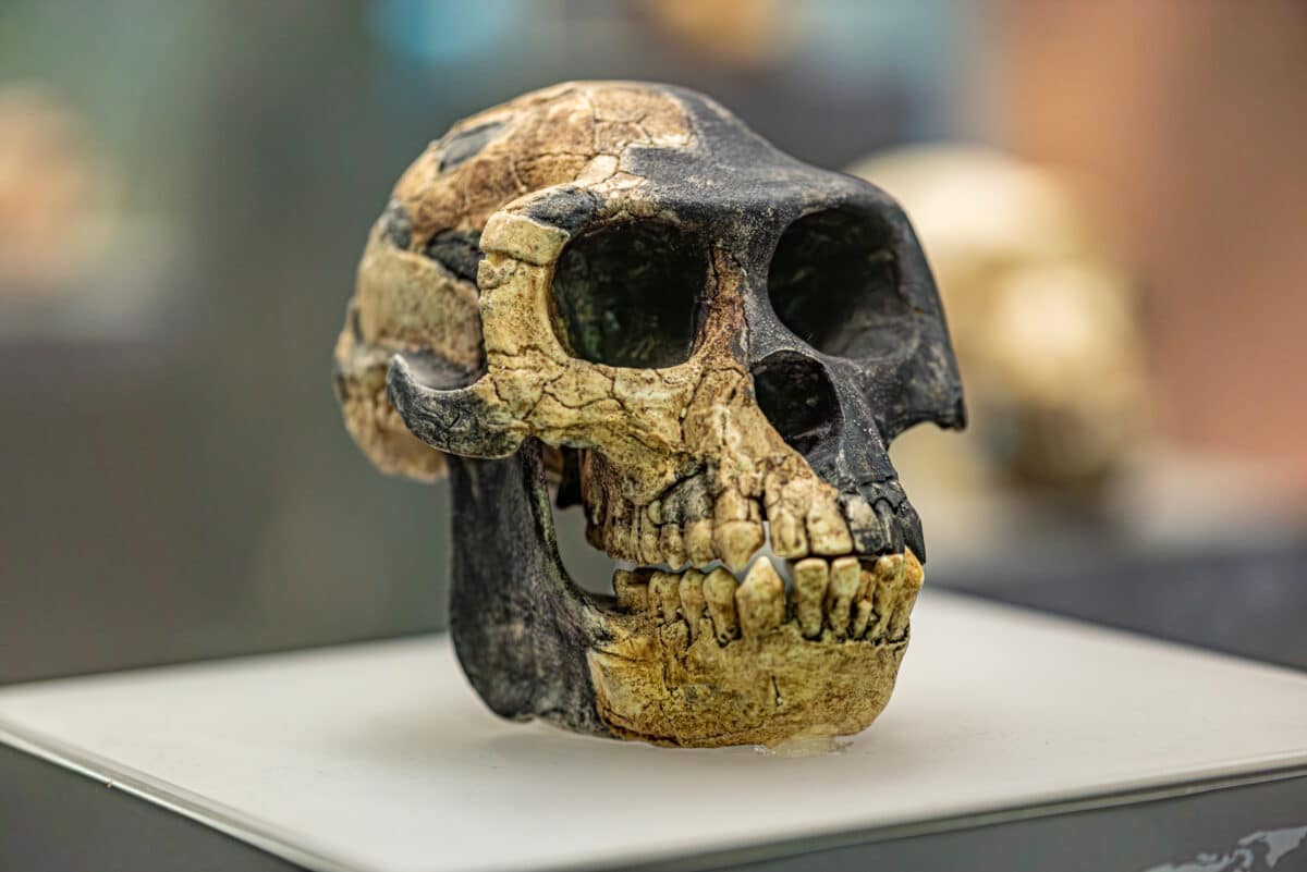 Ardipithecus ramidus is a species of australopithecine from the Afar region of Early Pliocene Ethiopia 4.4 million years ago
