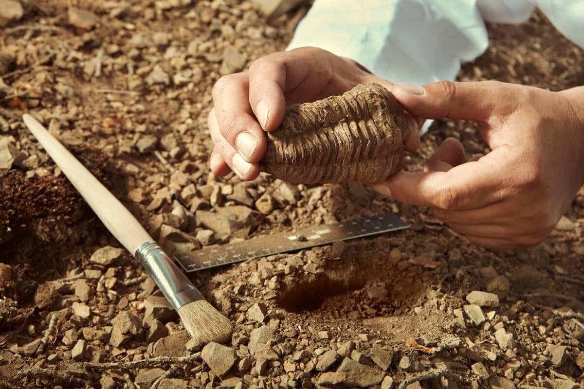 Scientist pick up trilobite fossil find from ground
