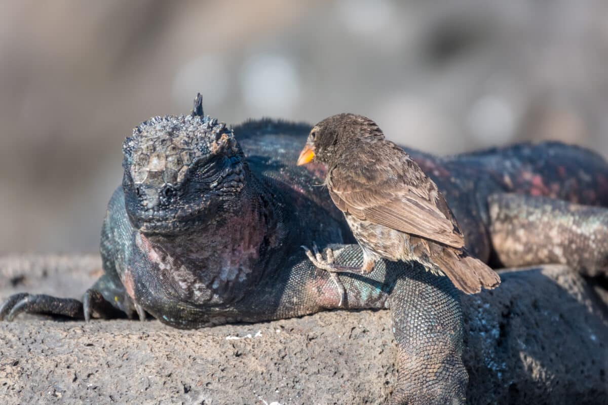 A Darwin finch eating the shading skin from a marine iguana on Espanola Island, Galapagos Islands, Ecuador