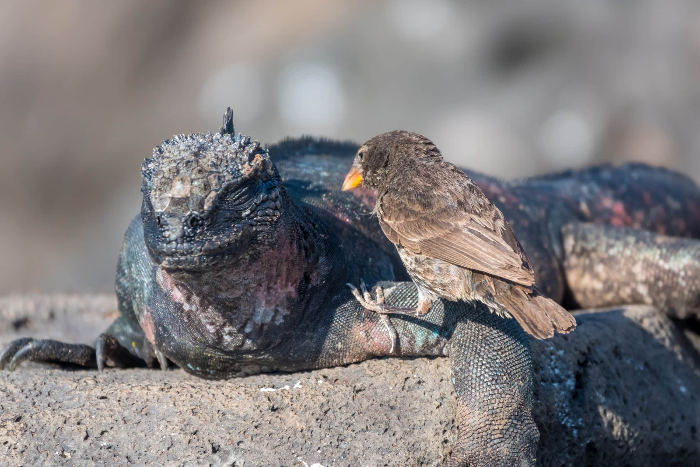A Darwin finch eating the shading skin from a marine iguana on Espanola Island, Galapagos Islands, Ecuador