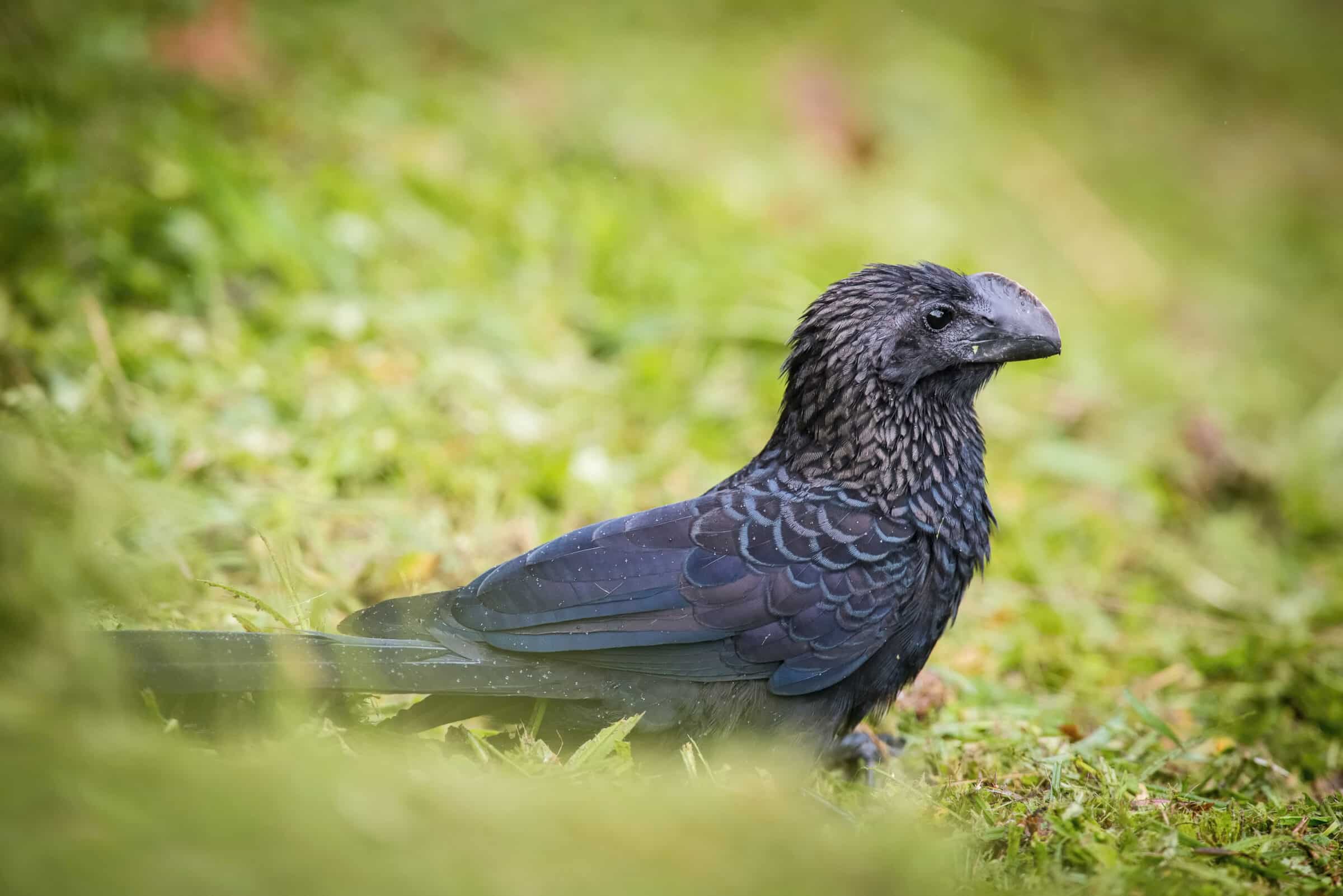 Crotophaga ani or Smooth-billed ani The bird is perched on the branch nice natural environment of wildlife..
