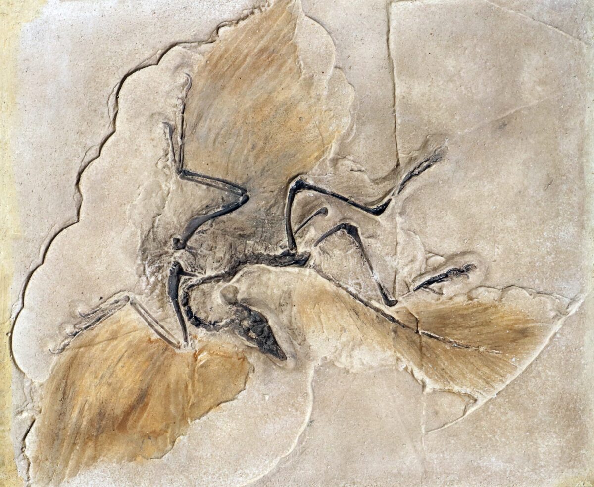 Fossil of the prehistoric bird Archeopteryx
