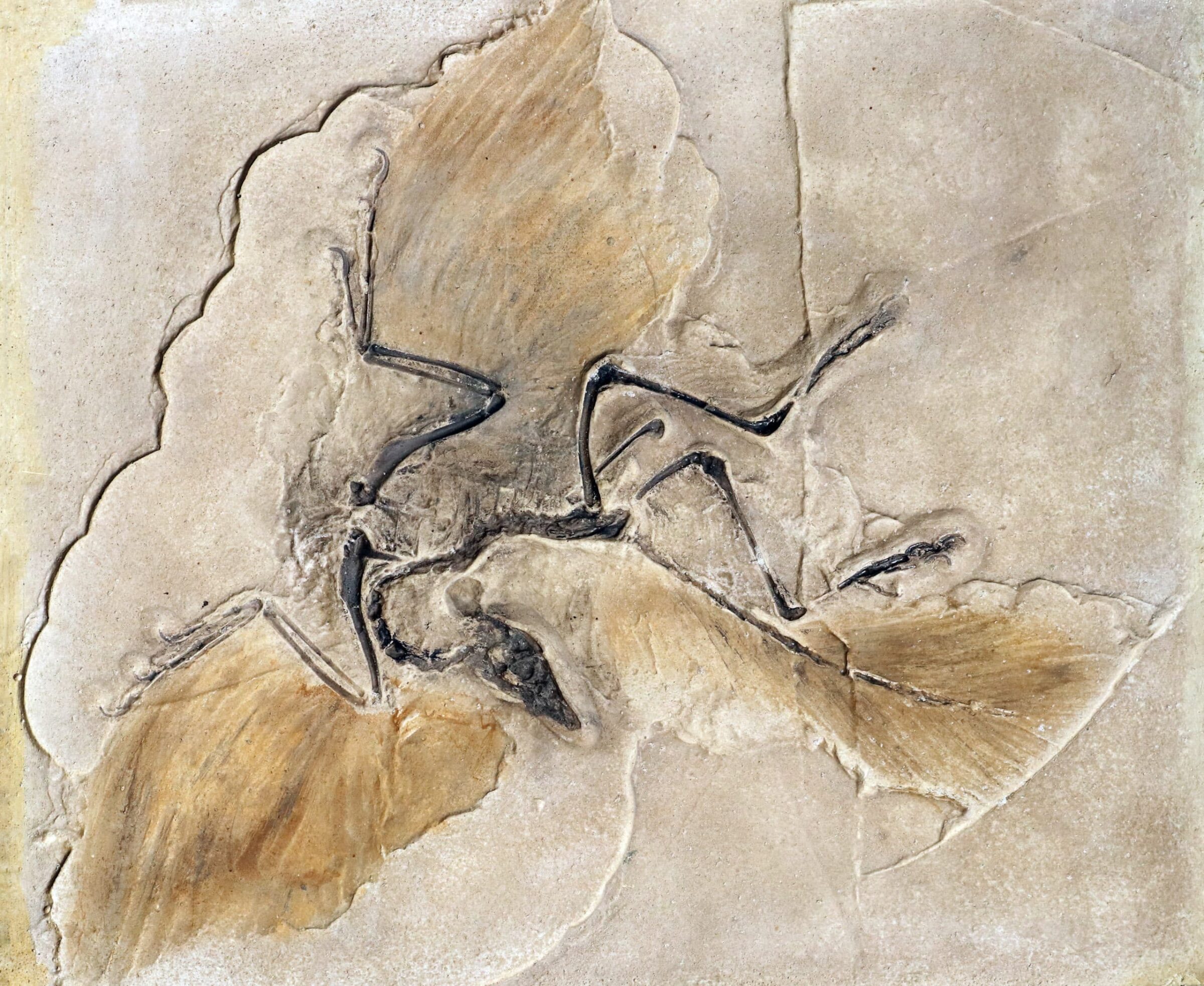 Fossil of the prehistoric bird Archeopteryx