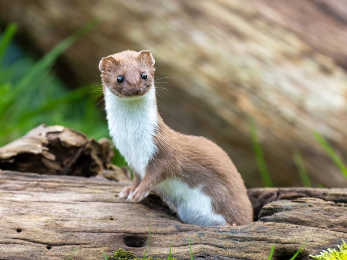 Weasel on a Log
