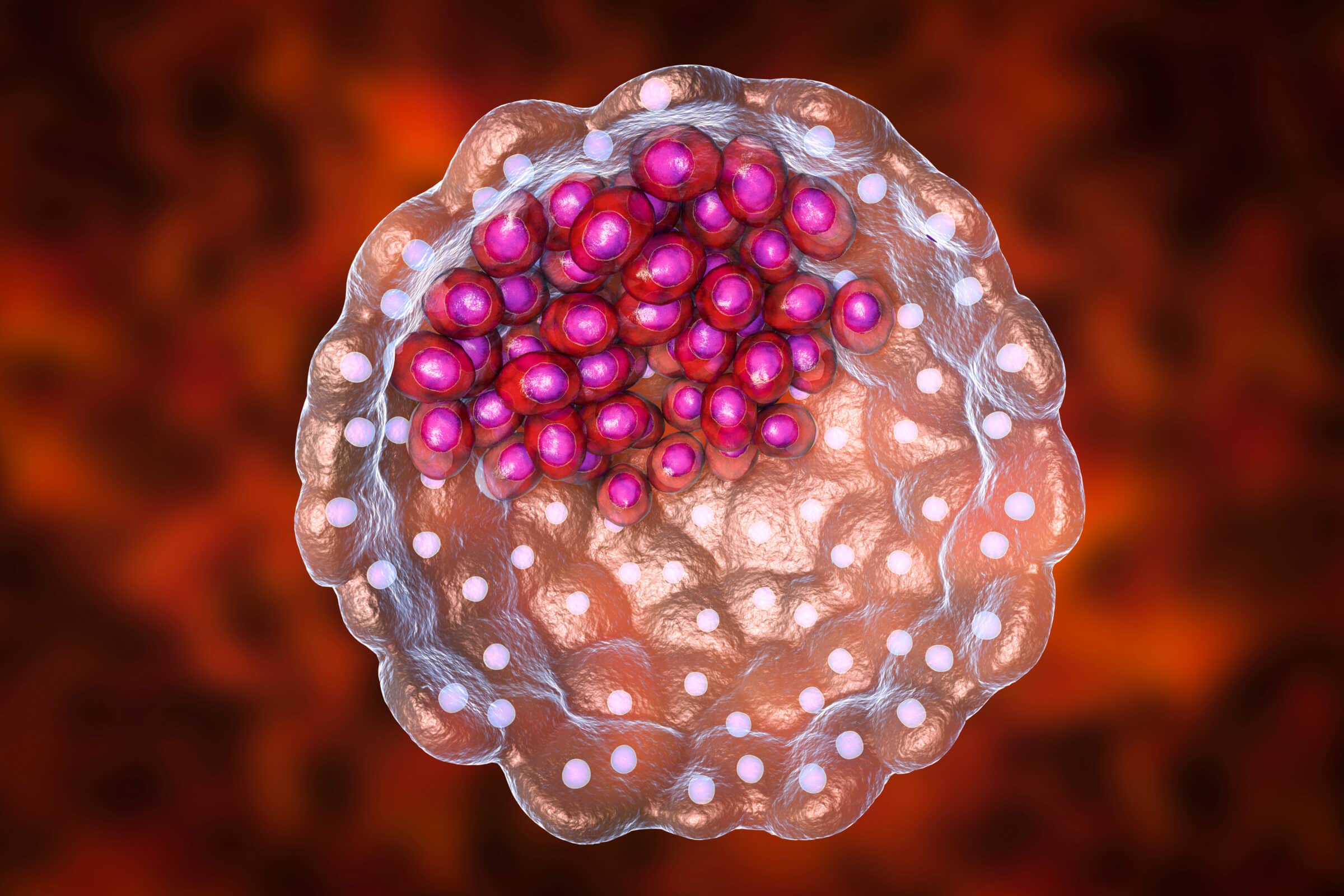 Cross-section of human blastocyst showing inner mass and trophoblast layers, 3D illustration