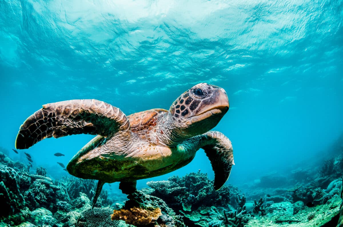 Green sea turtle swimming among colorful coral reef in beautiful clear water