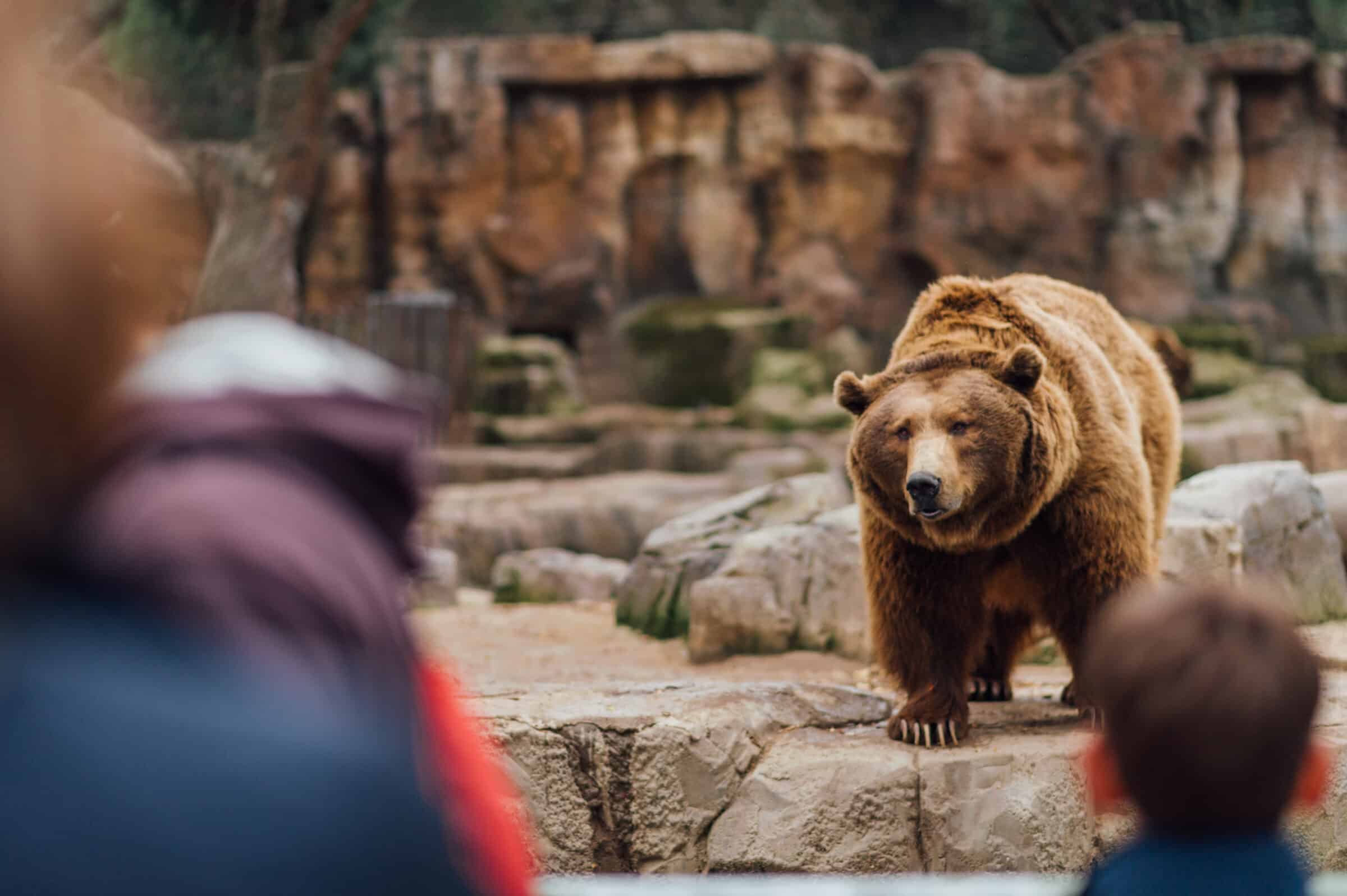 People look at a bear in the zoo