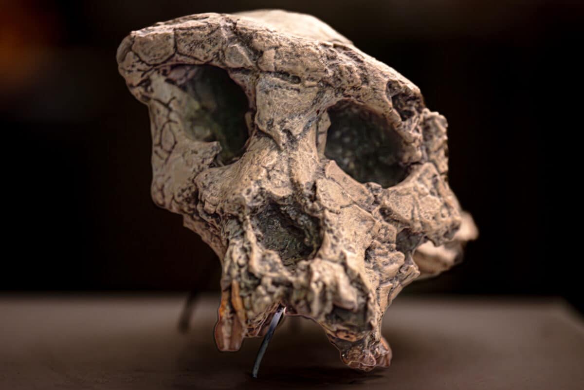 Sahelanthropus tchadensis is an extinct species of the hominid dated to about 7 million years ago