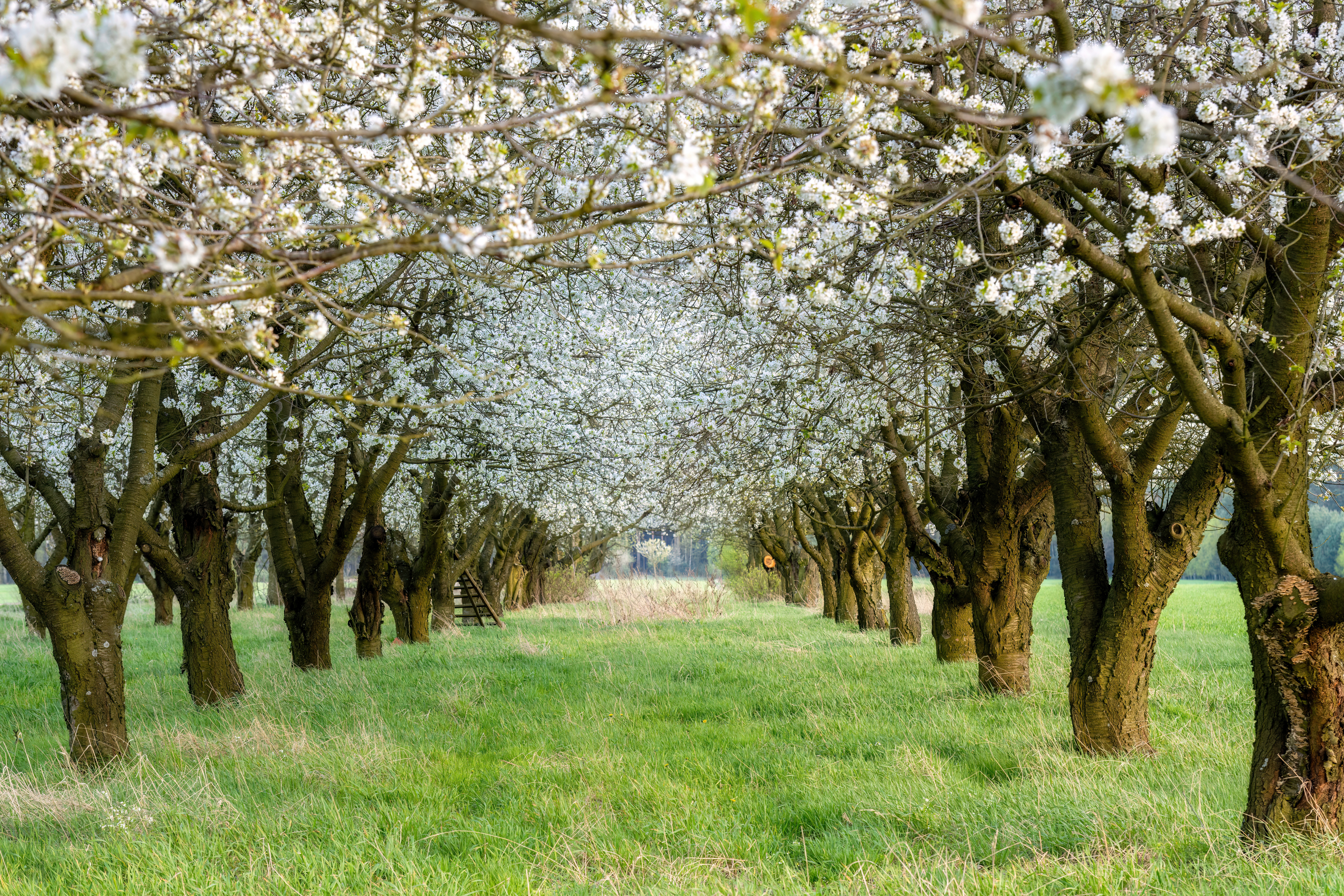 Spring day in blossoming orchard