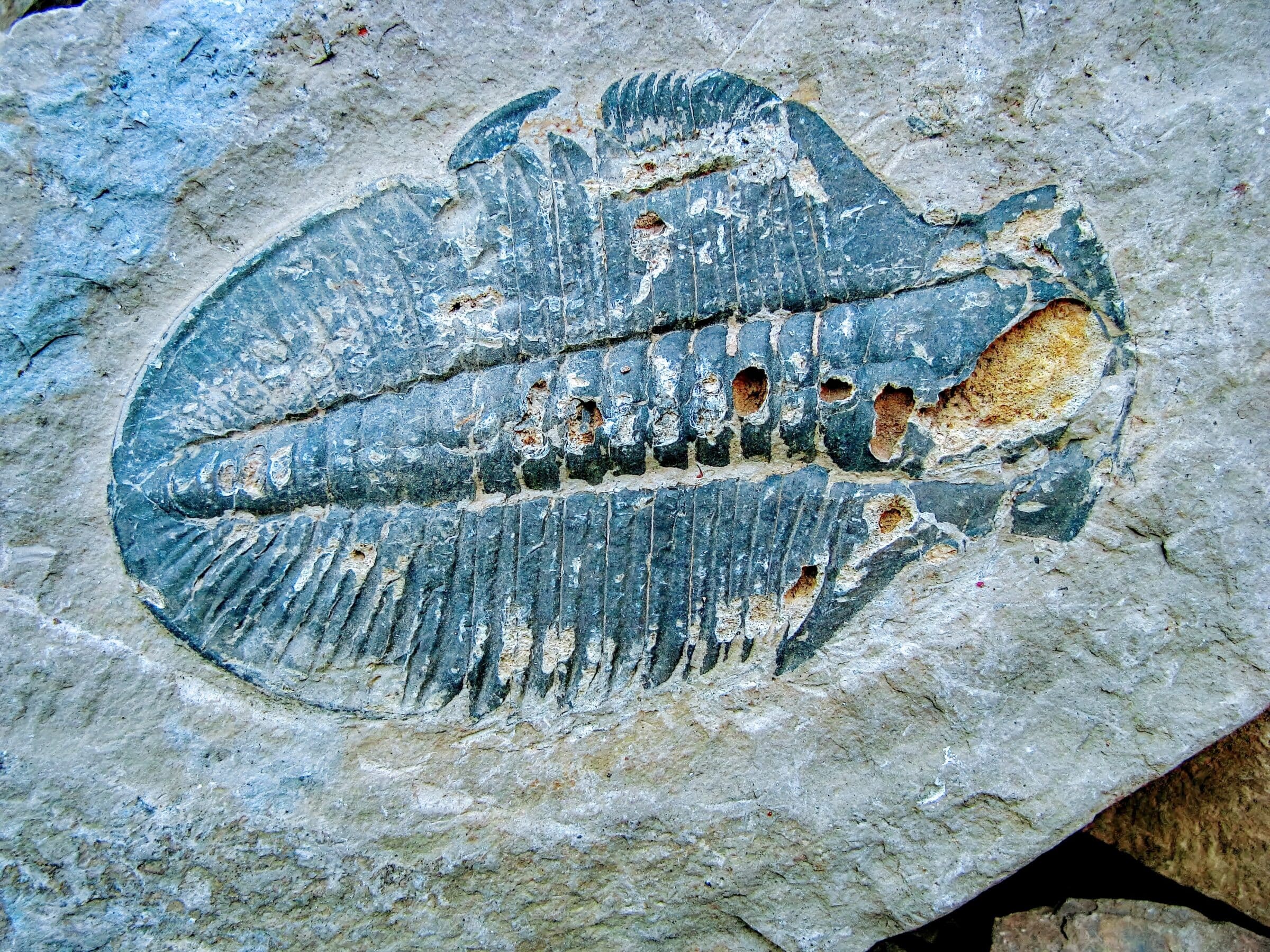 270 million Years Old Trilobite fossil, Burgess Shale, Yoho National Park, British Columbia, Canada