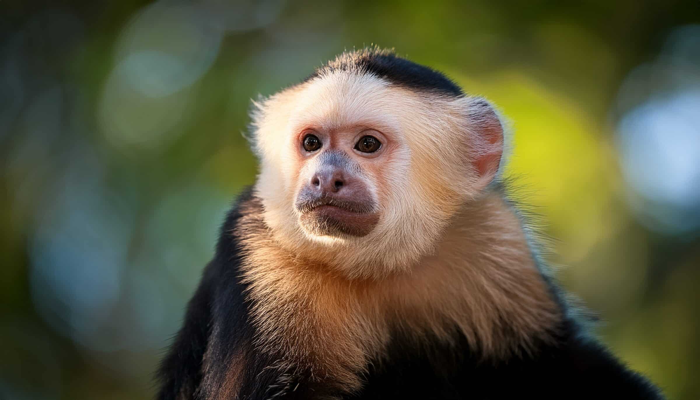white faced capuchin