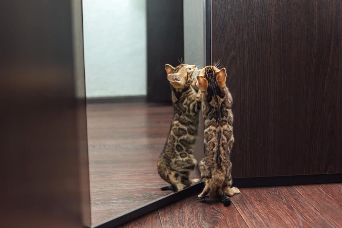 Cute curious bengal kitten looking into the mirror