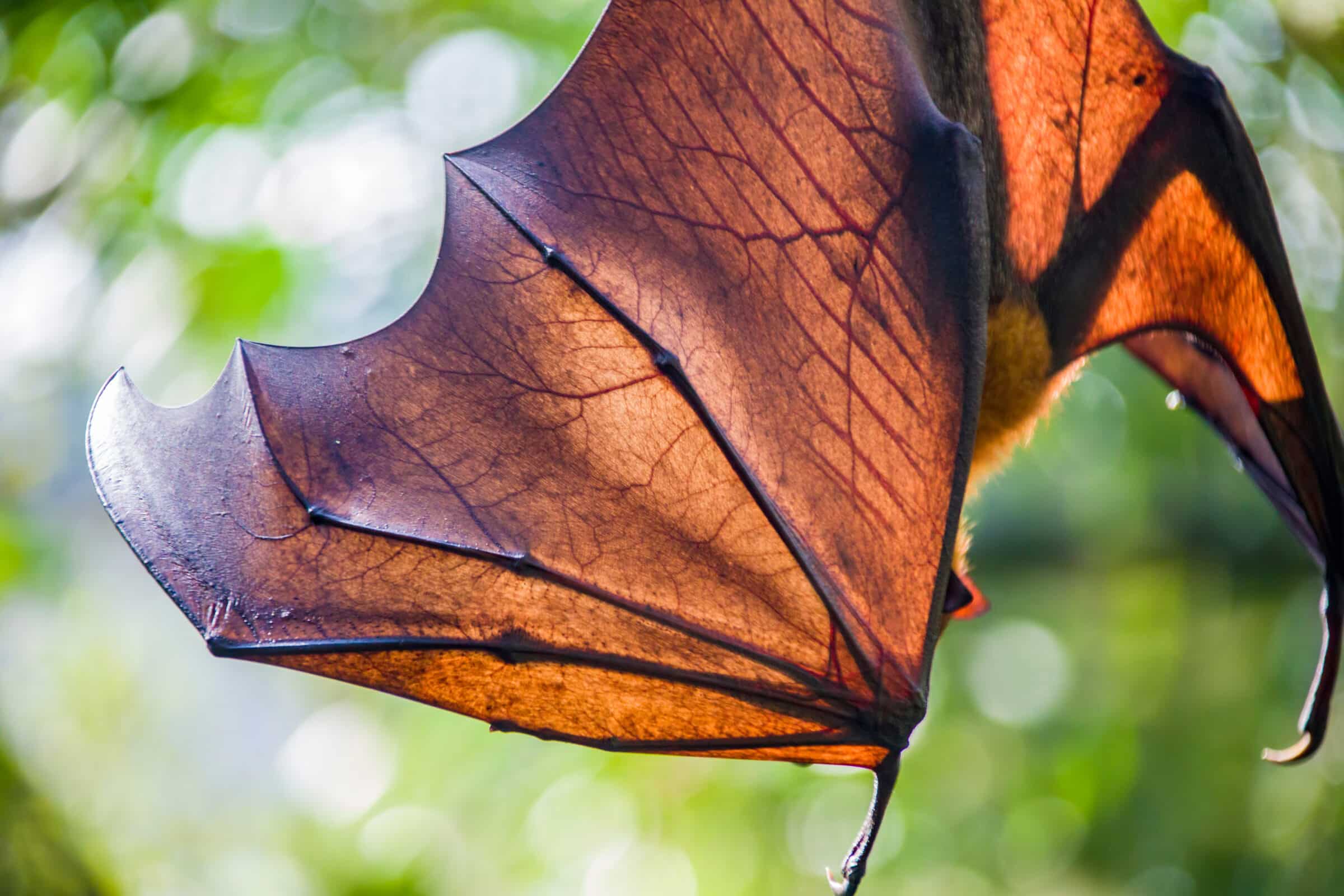 The closeup image of Malayan flying fox (Pteropus vampyrus) wing. a southeast Asian species of megabat, primarily feeds on flowers, nectar and fruit.