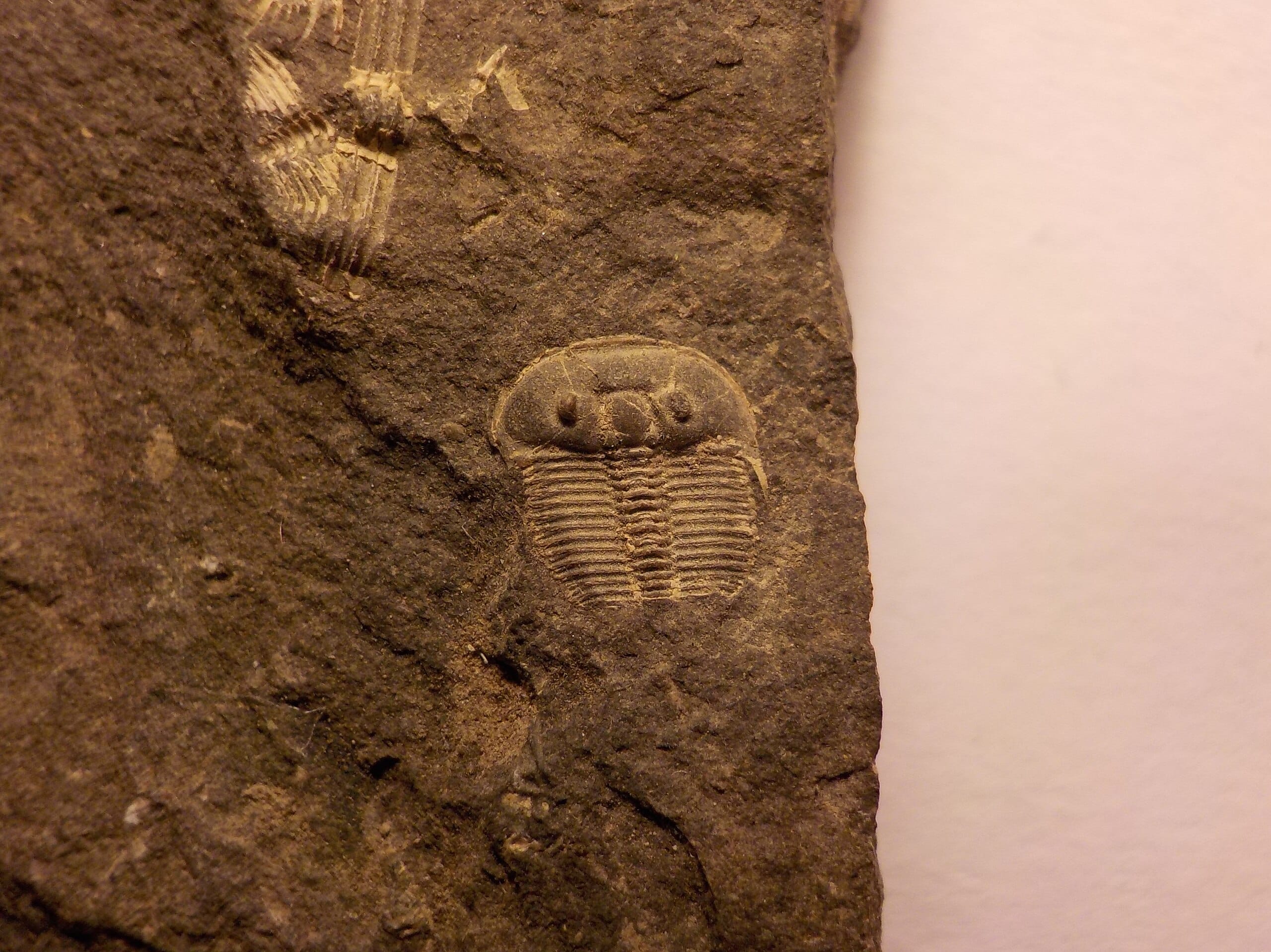 Ancient Eyes, Modern Design: The Remarkable Vision of Trilobites