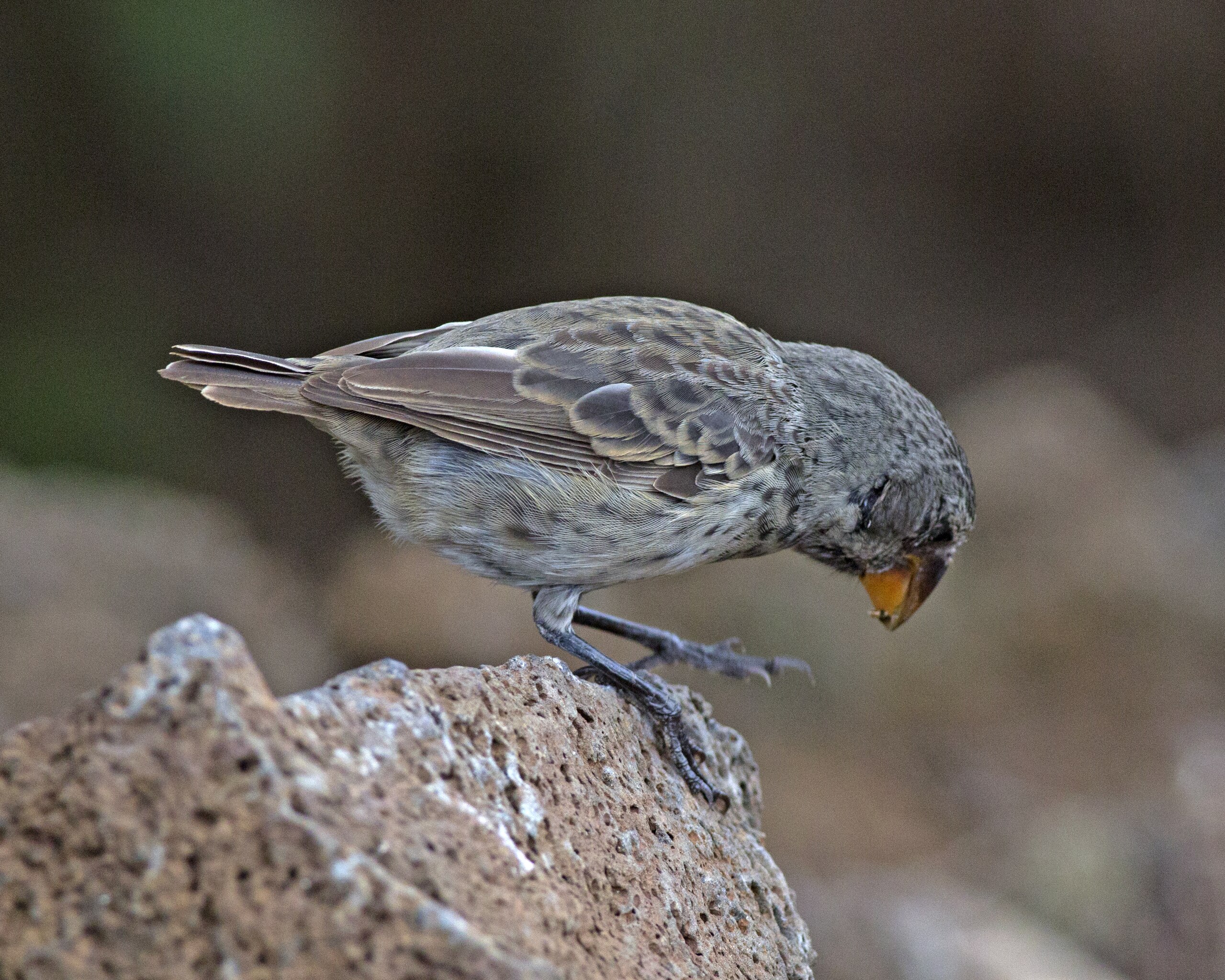 The Engineering Explanation for “Evolution Before Our Eyes”